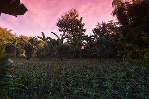 selective focus on landscape in a small corn garden area with beautiful clouds photo