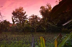 enfoque selectivo en el paisaje en un pequeño jardín de maíz con hermosas nubes foto