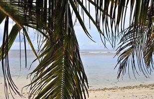 Beautiful palm trees at the beach on the tropical paradise islands Seychelles. photo