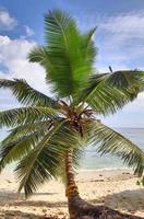hermosas palmeras en la playa en las islas del paraíso tropical seychelles. foto