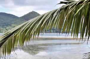 hermosas palmeras en la playa en las islas del paraíso tropical seychelles. foto