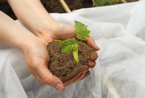 Human hands of a young woman holding green small plant seedling. New life concept photo