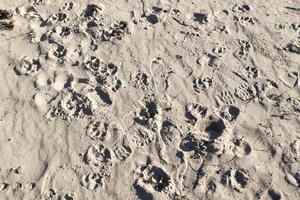 vista detallada de cerca sobre la arena en una playa en el mar báltico foto