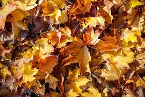 Beautiful colorful autumn leaves on the ground for backgrounds or textures photo