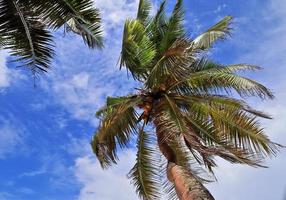 Beautiful palm trees at the beach on the tropical paradise islands Seychelles. photo