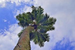 hermosas palmeras en la playa en las islas del paraíso tropical seychelles. foto