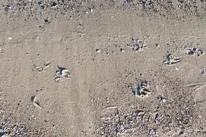 Detailed close up view on sand on a beach at the baltic sea photo