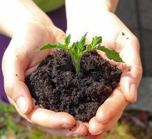 Human hands of a young woman holding green small plant seedling. New life concept photo