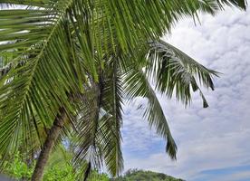 Beautiful palm trees at the beach on the tropical paradise islands Seychelles. photo