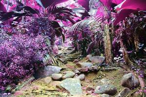 Beautiful infrared close up shots of tropical plant leaves taken on the Seychelles islands photo