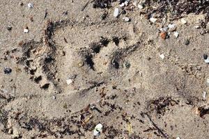 Beautiful detailed footprints in the sand of a beach during summer. Copy space background photo