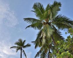 Beautiful palm trees at the beach on the tropical paradise islands Seychelles. photo