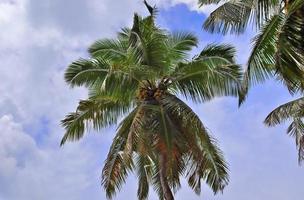 Beautiful palm trees at the beach on the tropical paradise islands Seychelles. photo