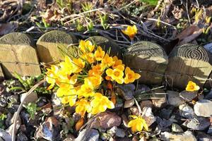 vista en la magia de las flores primaverales crocus sativus. azafrán morado y amarillo creciendo afuera. foto