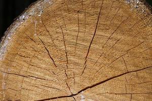 Fresh sawed wood in a close up view. Detailed texture of annual rings in a wooden surface. photo