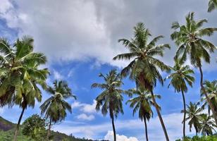 Beautiful palm trees at the beach on the tropical paradise islands Seychelles. photo