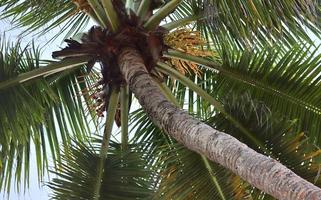 Beautiful palm trees at the beach on the tropical paradise islands Seychelles. photo