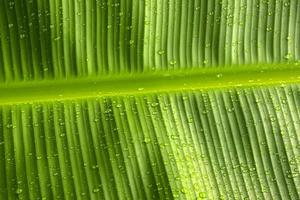 Beautiful green close up shots of tropical plant leaves taken on the Seychelles islands photo