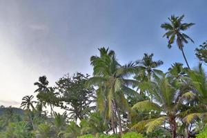 Beautiful palm trees at the beach on the tropical paradise islands Seychelles. photo