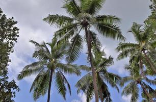 Beautiful palm trees at the beach on the tropical paradise islands Seychelles. photo