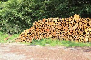 Detailed close up texture of stacked firewood with annual rings photo