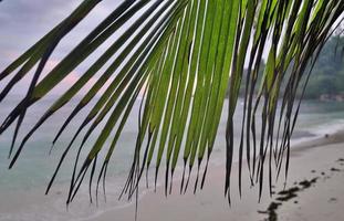 hermosas palmeras en la playa en las islas del paraíso tropical seychelles. foto