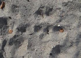 Detailed close up view on sand on a beach at the baltic sea photo