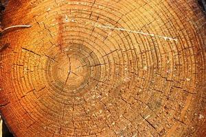 Detailed close up texture of stacked firewood with annual rings photo