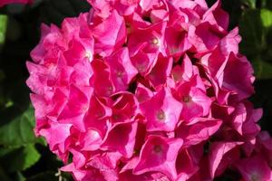 Beautiful pink hydrangea serrata flowers on a bush with sunlight on it during summer photo