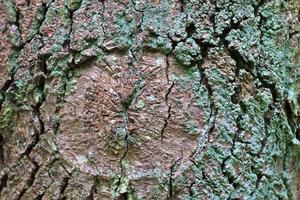 Close up at very detailed tree bark texture in high resolution. photo