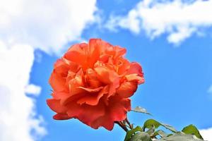 Top view of yellow and orange rose flower in a roses garden with a soft focus background photo