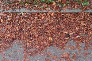 Beautiful colorful autumn leaves on the ground for backgrounds or textures photo