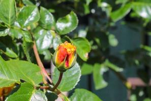 vista superior de la flor rosa amarilla y naranja en un jardín de rosas con un fondo de enfoque suave foto