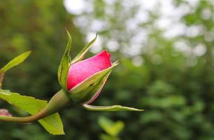 Top view of yellow and orange rose flower in a roses garden with a soft focus background photo