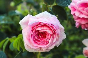 Top view of yellow and orange rose flower in a roses garden with a soft focus background photo