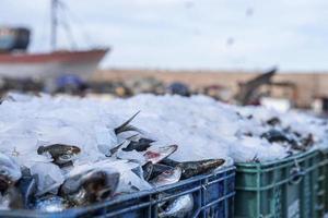 pescado fresco clasificado en cajas con hielo para su transporte y venta en el muelle foto