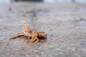 Closeup of dead crab on wet concrete land at harbour photo