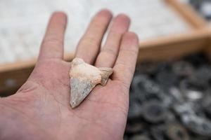 primer plano de la mano de la persona que sostiene la roca fósil extinta prehistórica foto