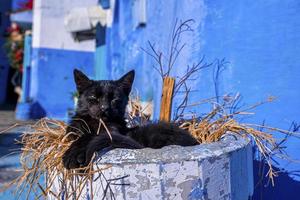 Stray cat relaxing on straw grass under concrete structure photo