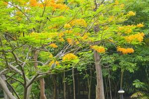 hermosa flor de pavo real naranja en el jardín de chatuchak. foto