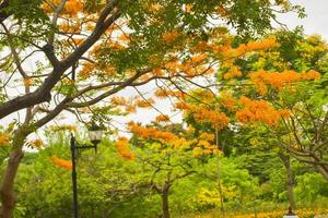 Beautiful orange peacock flower in Chatuchak garden. photo