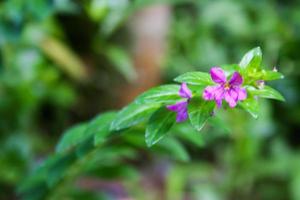 purple  flower flooming and leaves soft light blur background photo