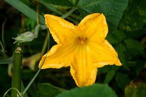 Yellow pumpkin flowers and petals bloom beautifully in the morning in a Thai farm. photo