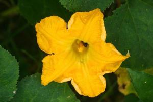 Yellow pumpkin flowers and petals bloom beautifully in the morning in a Thai farm. photo