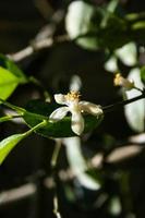 Lemon blossoms and fruit are blooming and the morning light in a Thai rural garden. photo