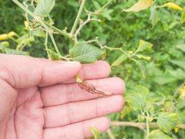 selectively focus on the hand holding the chili or pepper which is rotten due to plant pests and bad weather, so that farmers fail to harvest photo