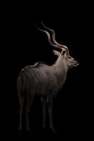 greater kudu in the dark photo