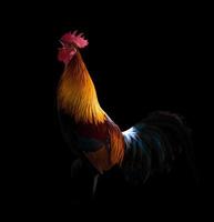 gallo en la oscuridad