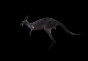 kangaroo in the dark photo