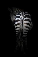 zebra in the dark photo